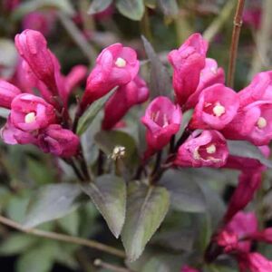 Weigela 'Victoria' 30-40 cm